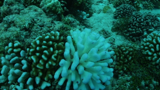 Rangiroa, coral bleaching on the reef, 4K UHD
