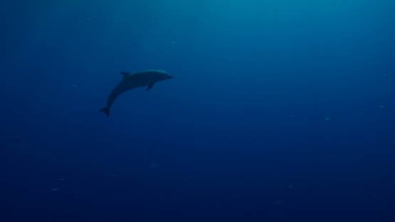 Rangiroa, Single dolphin tursiops swimming in the pass Tiputa, 4K UHD