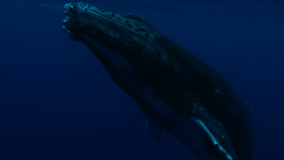 Tahiti, Humpback whale calf comming from deep sea and surfacing, close to camera