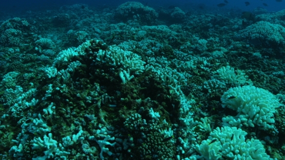 Rangiroa, coral garden bleaching on the reef underwater, 4K UHD