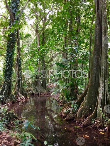 Tahiti, Tropical chestnut trees and river of the Harrison Smith Botanical Garden