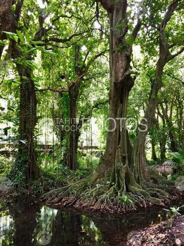 Tahiti, Tropical chestnut trees and river of the Harrison Smith Botanical Garden