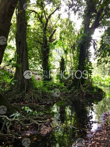 Tahiti, Tropical trees and river of the Harrison Smith Botanical Garden