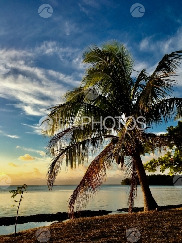 Moorea, coconut tree on the beach during the sunset