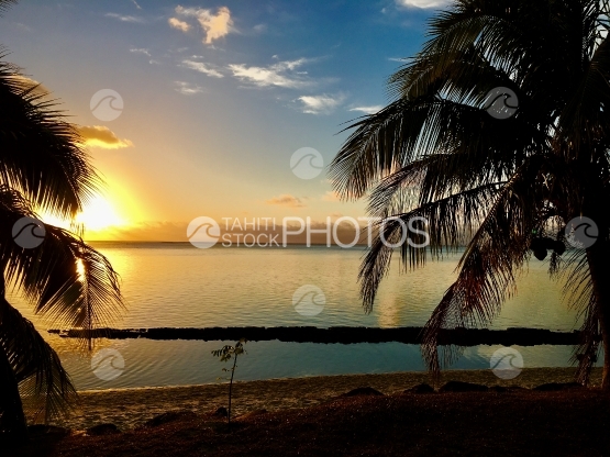 Sunset on the lagoon of Moorea through coconut trees