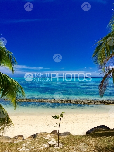 Moorea, white sand beach along the turquoise water of the lagoon