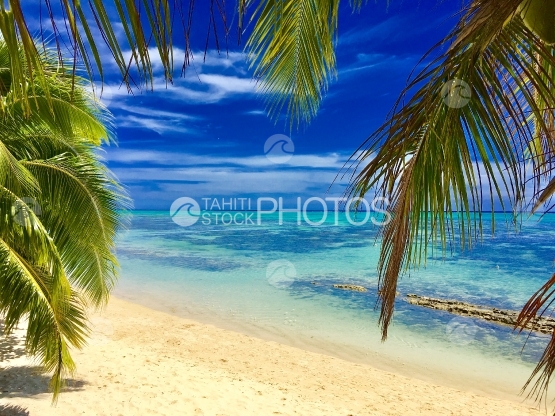 Moorea, Coconut tree and white sand beach near the lagoon shore
