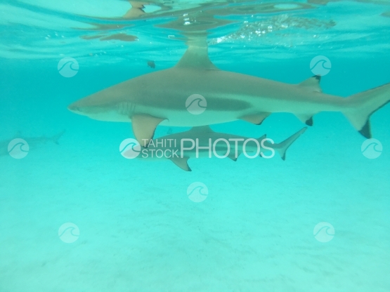 Moorea, Two black tip sharks swimming close to surface of the lagoon
