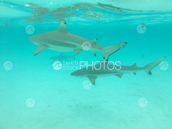 Black tip lagoon sharks swimming in clear water, Moorea