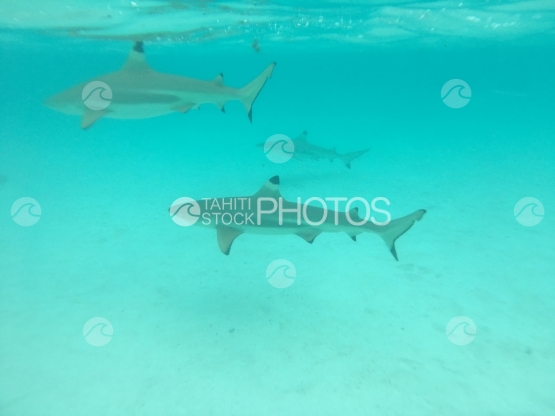Moorea, three black tip lagoon sharks swimming  in turquoise water