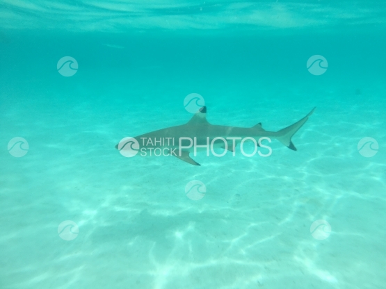 Moorea, black tip shark swimming in the lagoon
