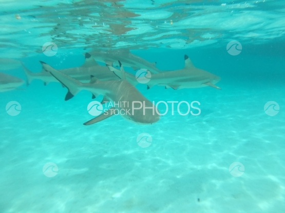 Moorea, group of black tip sharks swimming in the lagoon