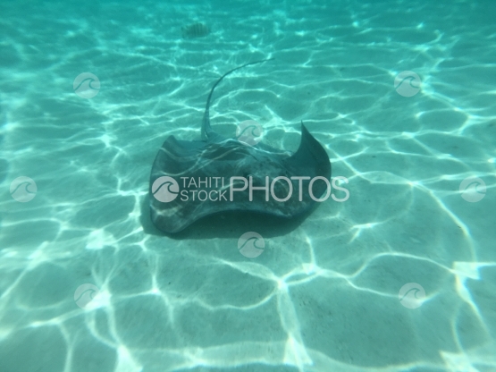 Moorea, sting rays swimming on the white sand