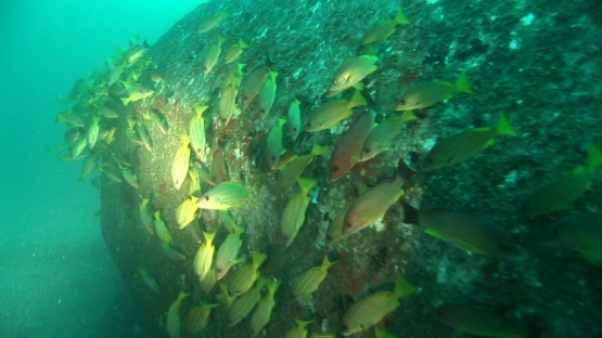 Nuku Hiva, Marquesas islands, blue line yellow snappers schooling around a wreck