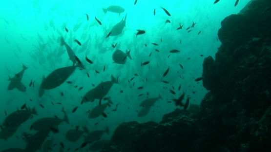 Nuku Hiva, Marquesas islands, various fishes schooling in the current