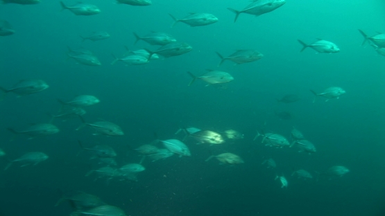 Nuku Hiva, Marquesas islands, jack fish swimming in planktonic water