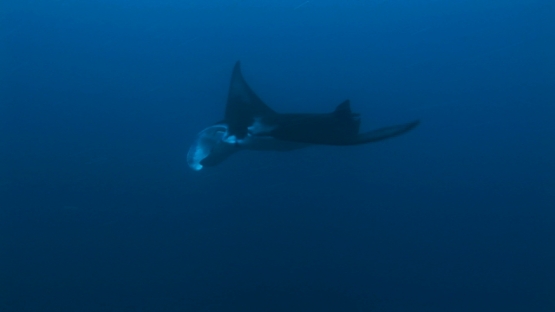 Nuku Hiva, Marquesas islands, manta ray swimming along the drop off