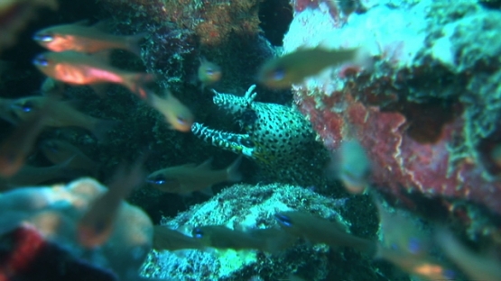 Tahuata, Marquesas islands, endemic Dragon moray eel hiding in rocks with apogons
