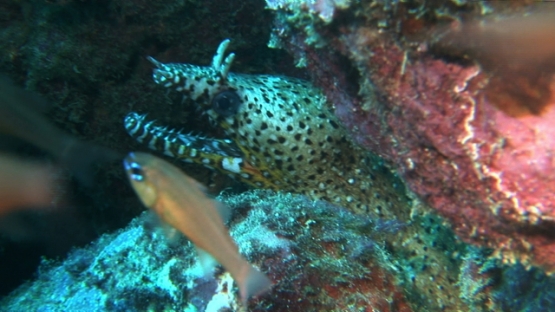 Tahuata, Marquesas islands, endemic Dragon moray eel hiding in rocks