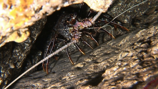 Nuku Hiva, big lobster under cave