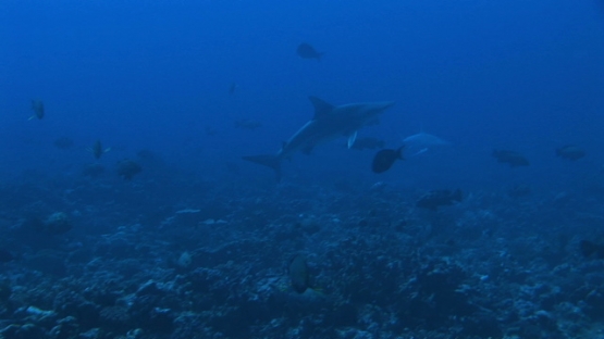Fakarava, black tip reef shark among marbled groupers gathering in the pass before spawning