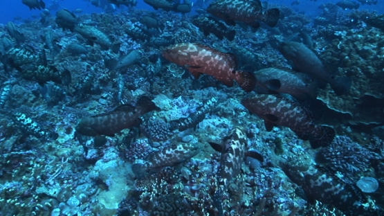 Fakarava, marbled groupers gathering in the pass before spawning
