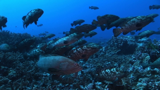 Fakarava, marbled groupers gathering in the pass before spawning