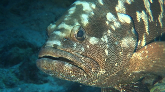 Manihi, marbled grouper waiting in the pass, before spawning time