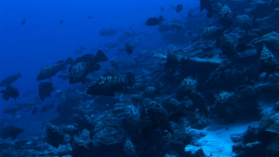 Manihi, marbled groupers gathering in the pass before spawning