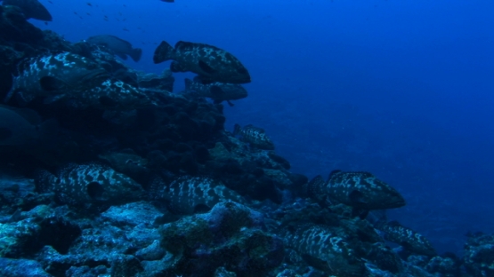 Manihi, marbled groupers gathering in the pass before spawning