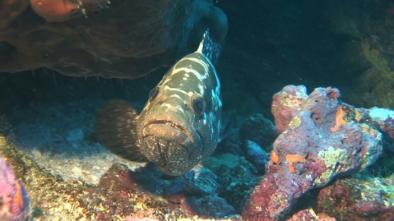 Manihi, marbled grouper waiting