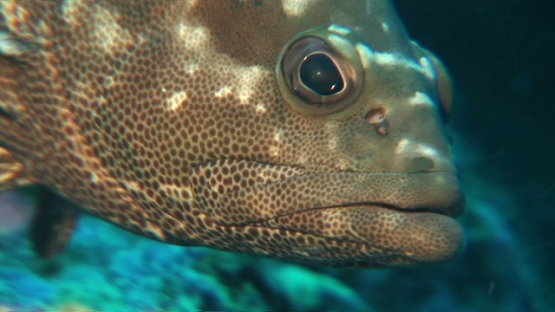 Manihi, close up of marbled grouper gathering in the pass before spawning