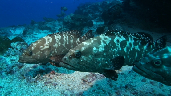 Manihi, marbled groupers gathering and pausing in the pass before spawning