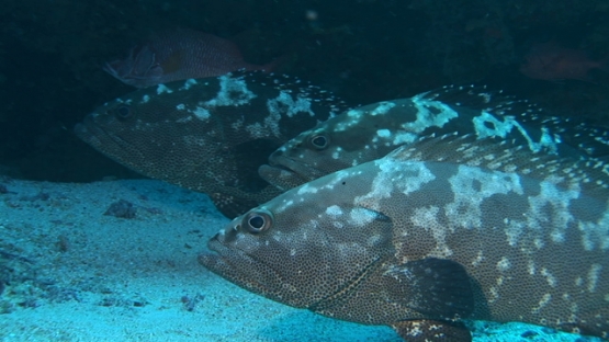 Manihi, three marbled groupers gathering in the pass before spawning