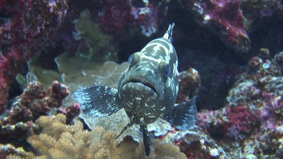 Manihi, marbled grouper in the pass before spawning