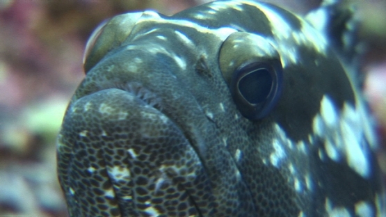 Manihi, close up on head of marbled grouper