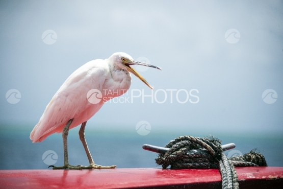 Egret at the front of a red boat