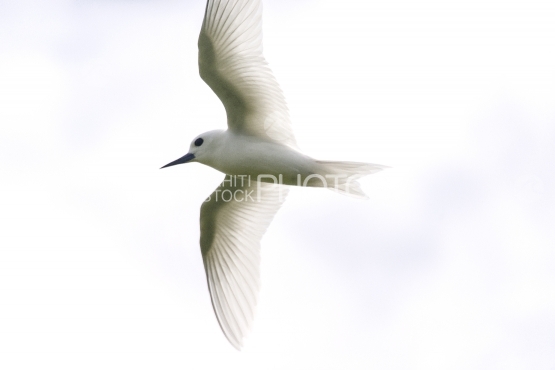 Common Tern flying