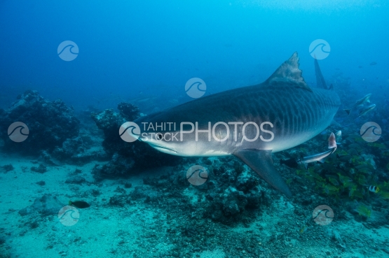 Tahiti, Tiger shark swimming