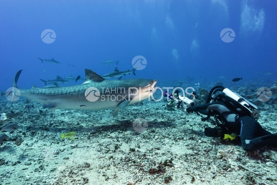 Tahiti, Tiger shark with tuna head in its mouth, filmed by cameraman