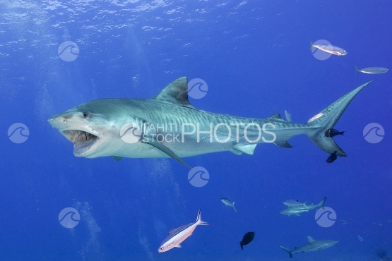 Tahiti, tiger shark opening its mouth