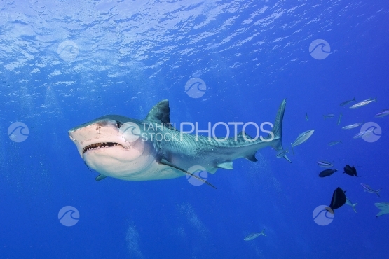 Tahiti, tiger shark swimming close to photograph