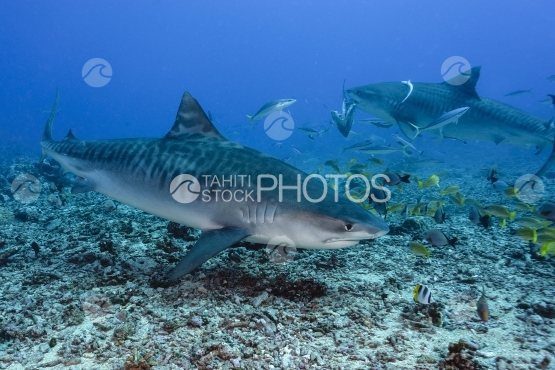 Tahiti, Two tiger sharks swimming with fishes