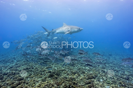 Tahiti, tiger shark swimming around schooling jackfish