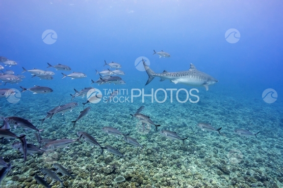 Tahiti, tiger shark swimming followed by jack fish