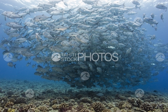 Tahiti, big school of jack fish near the coral reef