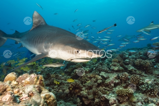Tahiti, tiger shark swimming close to photographer