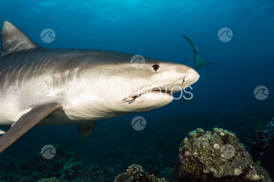 Tahiti, tiger shark swimming close to photographer