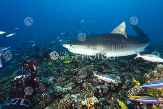 Tahiti, free diver with a tiger shark swimming around