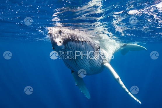 Tahiti, humpback whale swimming by the surface